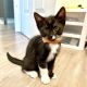 American Shorthair Cats for sale in Los Angeles, CA, USA. price: NA