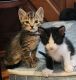 American Shorthair Cats for sale in Portland, OR, USA. price: NA