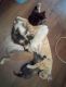 American Shorthair Cats for sale in Fort Worth, TX, USA. price: $100