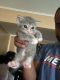 American Shorthair Cats for sale in Baldwin, NY, USA. price: $150