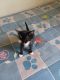 American Shorthair Cats for sale in Bolingbrook, IL, USA. price: NA