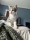 American Shorthair Cats for sale in New Britain, CT 06051, USA. price: $100