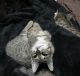 American Shorthair Cats for sale in Greer, SC, USA. price: $65