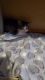 American Shorthair Cats for sale in Toledo, OH, USA. price: $25