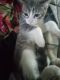 American Shorthair Cats for sale in Detroit, MI, USA. price: NA