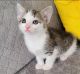 American Shorthair Cats for sale in Westfield, MA 01085, USA. price: $150