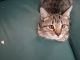 American Shorthair Cats for sale in Schwenksville, PA 19473, USA. price: $50