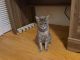 American Shorthair Cats for sale in Lakeland, FL, USA. price: NA