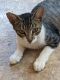 American Shorthair Cats for sale in Modesto, CA, USA. price: $35