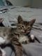 American Shorthair Cats for sale in Houston, TX 77081, USA. price: $20
