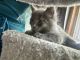 American Shorthair Cats for sale in Mahtomedi, MN, USA. price: $75