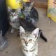 American Shorthair Cats for sale in Humboldt, AZ 86329, USA. price: $50