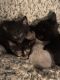 American Shorthair Cats for sale in Killeen, TX 76541, USA. price: $150