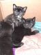 American Shorthair Cats for sale in Fall River, MA, USA. price: $350