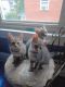 American Shorthair Cats for sale in Huntington, WV 25701, USA. price: NA