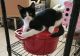 American Shorthair Cats for sale in Las Cruces, NM, USA. price: $10