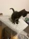 American Shorthair Cats for sale in Norfolk, VA, USA. price: $400