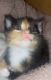 American Shorthair Cats for sale in Elkhart, IN, USA. price: $5