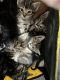 American Shorthair Cats for sale in Los Angeles, CA, USA. price: $50