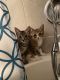 American Shorthair Cats for sale in Port St. Lucie, FL, USA. price: $1,200