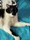 American Shorthair Cats for sale in Parma, OH, USA. price: $5