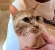American Shorthair Cats for sale in Elkton, KY 42220, USA. price: $25