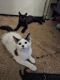 American Shorthair Cats for sale in Colton, CA, USA. price: NA