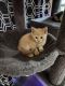 American Shorthair Cats for sale in Lehigh Acres, FL 33974, USA. price: NA