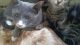 American Shorthair Cats for sale in 108th Ave, Queens, NY, USA. price: $200
