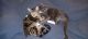 American Shorthair Cats for sale in 108th Ave, Queens, NY, USA. price: $200