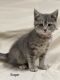 American Shorthair Cats for sale in Wabasha, MN 55981, USA. price: $125