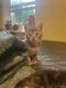 American Shorthair Cats for sale in Woburn, MA, USA. price: $200