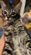American Shorthair Cats for sale in Hope Mills, NC, USA. price: $100