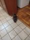 American Shorthair Cats for sale in Hyattsville, MD, USA. price: $60