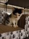 American Shorthair Cats for sale in Germantown, MD, USA. price: $25