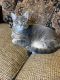 American Shorthair Cats for sale in Lexington, KY 40503, USA. price: NA