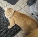 American Shorthair Cats for sale in Bremerton, WA, USA. price: NA