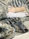 American Shorthair Cats for sale in Morwa, Kgatleng. price: 400 BWP