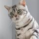 American Shorthair Cats for sale in Indianapolis, Indiana. price: $500