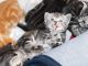American Shorthair Cats for sale in Minneapolis, Minnesota. price: $550