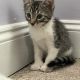 American Shorthair Cats for sale in New Haven, Connecticut. price: $550