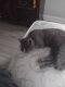 American Shorthair Cats for sale in East Brunswick, New Jersey. price: NA