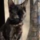 American Shorthair Cats for sale in Irving, Texas. price: $50