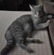American Shorthair Cats for sale in Manhattan, New York, NY, USA. price: $350