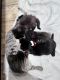 American Shorthair Cats for sale in Marysville, Washington. price: $20