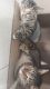 American Shorthair Cats for sale in Buffalo, New York. price: $250