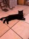 American Shorthair Cats for sale in Paterson, New Jersey. price: $150