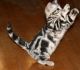 American Shorthair Cats for sale in Vernon, VT, USA. price: NA
