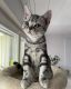 American Shorthair Cats for sale in Albion, Illinois. price: $550
