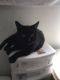 American Shorthair Cats for sale in Foley, Alabama. price: NA